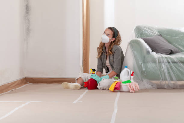 Reliable Black Mold Remediation contractor in Brentwood, MD by 24 Hour Mold Removal