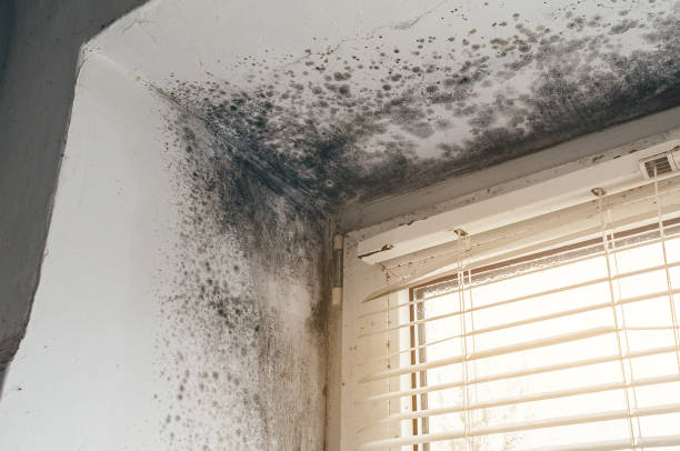 Affordable Black Mold Remediation solutions in Brentwood, MD